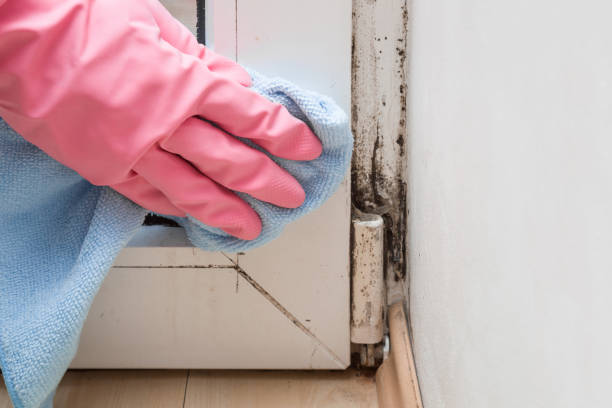 Best Industrial Mold Remediation in Lake Of The Woods, AZ